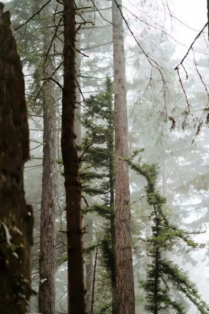 The redwoods The redwoods near San Francisco
